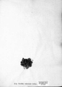 Lecidea vesicularis image